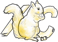The Yellow Squirrel Collective